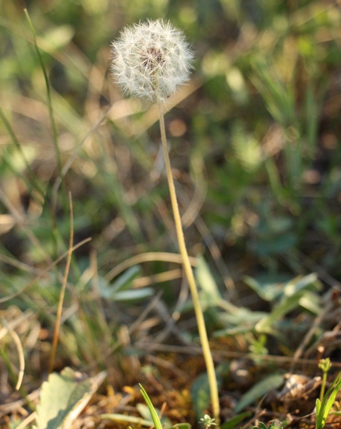 Image of Taraxacum proximum specimen.