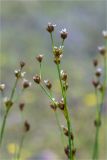 Juncus alpino-articulatus. Верхушка цветущего растения. Мурманская обл., Кандалакшский р-н, Княжегубское вдхр., оз. Нотозеро, низкий затапливаемый берег небольшого каменистого островка. 24.07.2020.