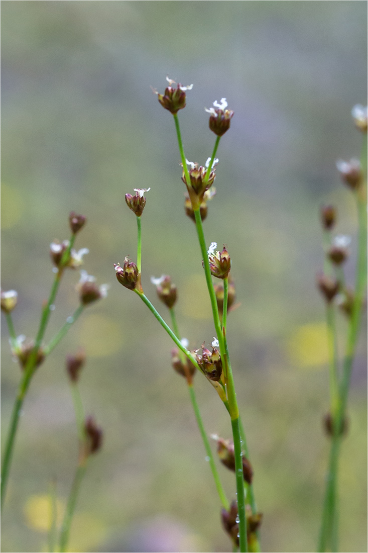 Изображение особи Juncus alpino-articulatus.