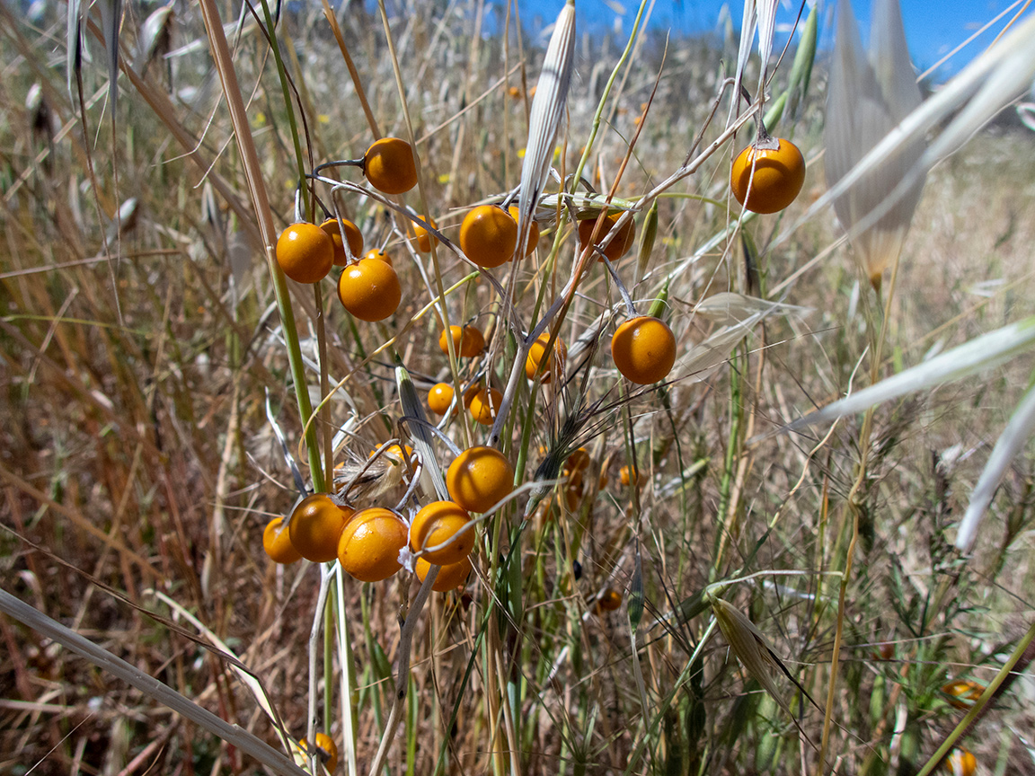 Image of Solanum elaeagnifolium specimen.