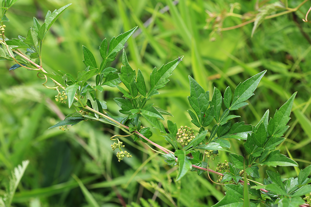 Image of Ampelopsis japonica specimen.