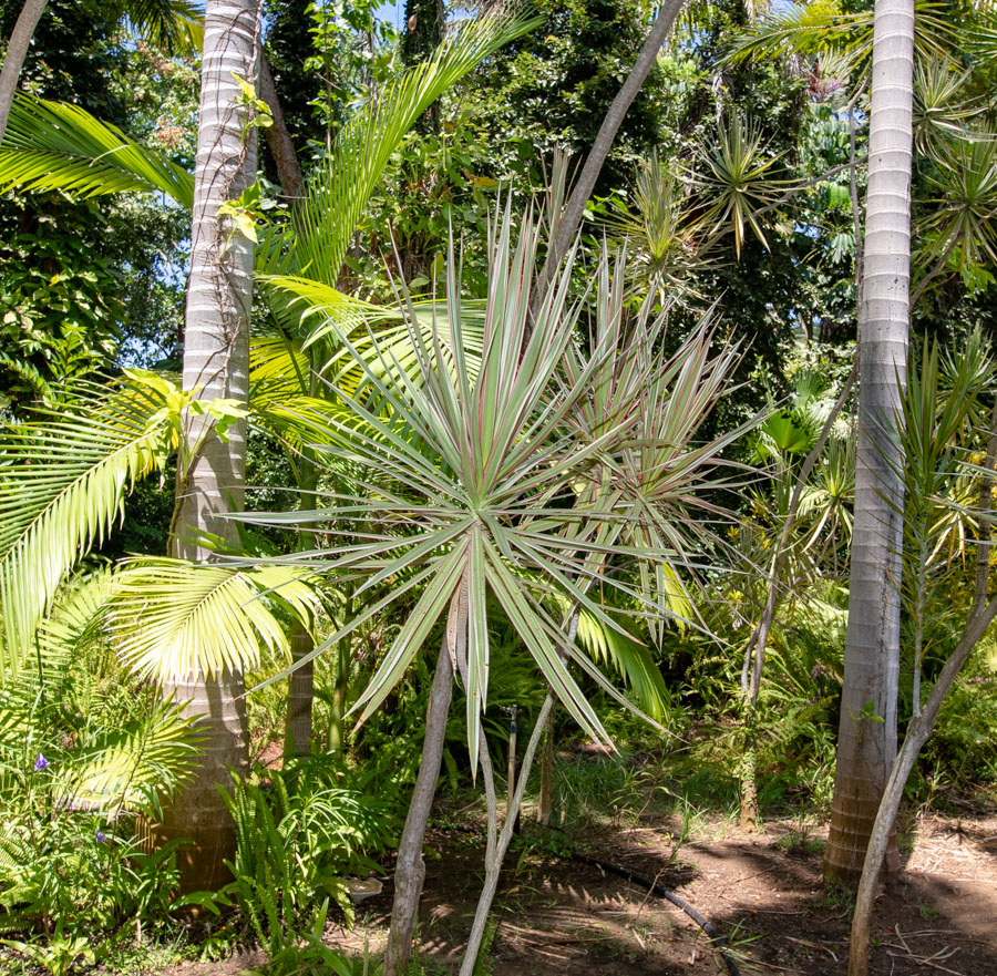 Image of Dracaena marginata specimen.