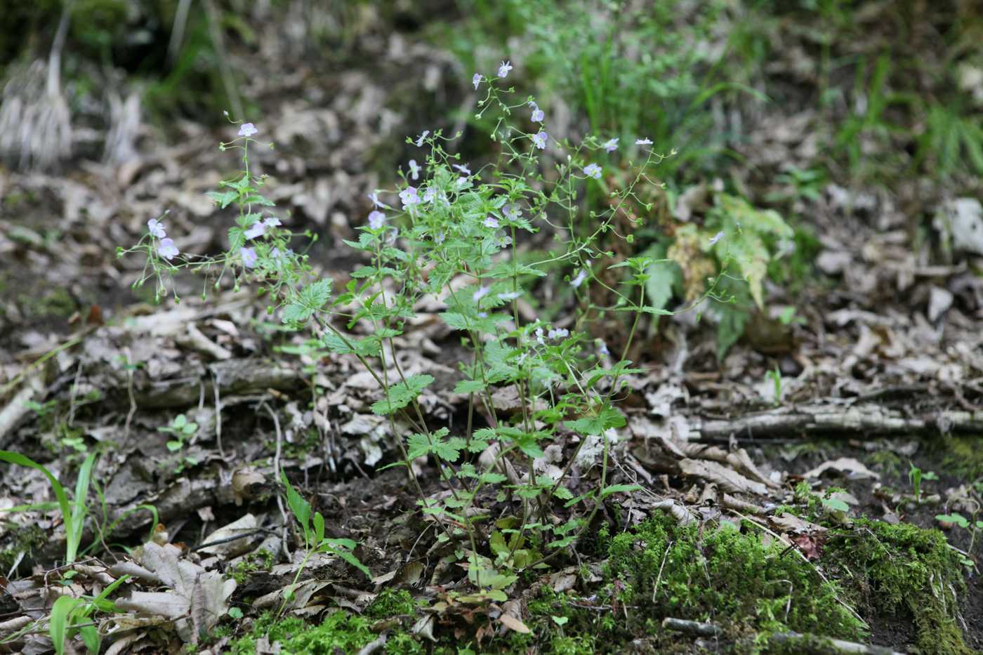 Image of Veronica magna specimen.