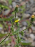 Senecio viscosus. Верхушки побегов с соцветиями. Приморский край, Лазовский р-н, Лазовский заповедник, 2 км Ю кордона Америка. 17.08.2009.