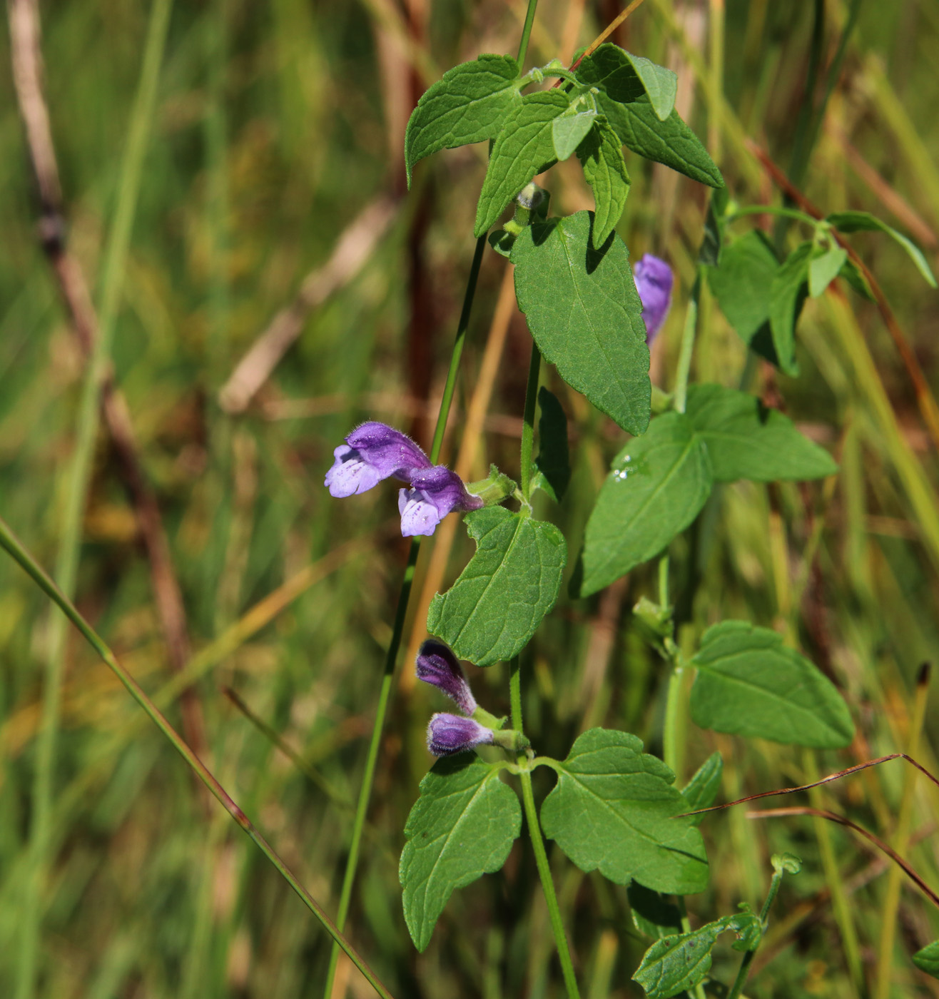 Image of Scutellaria galericulata specimen.