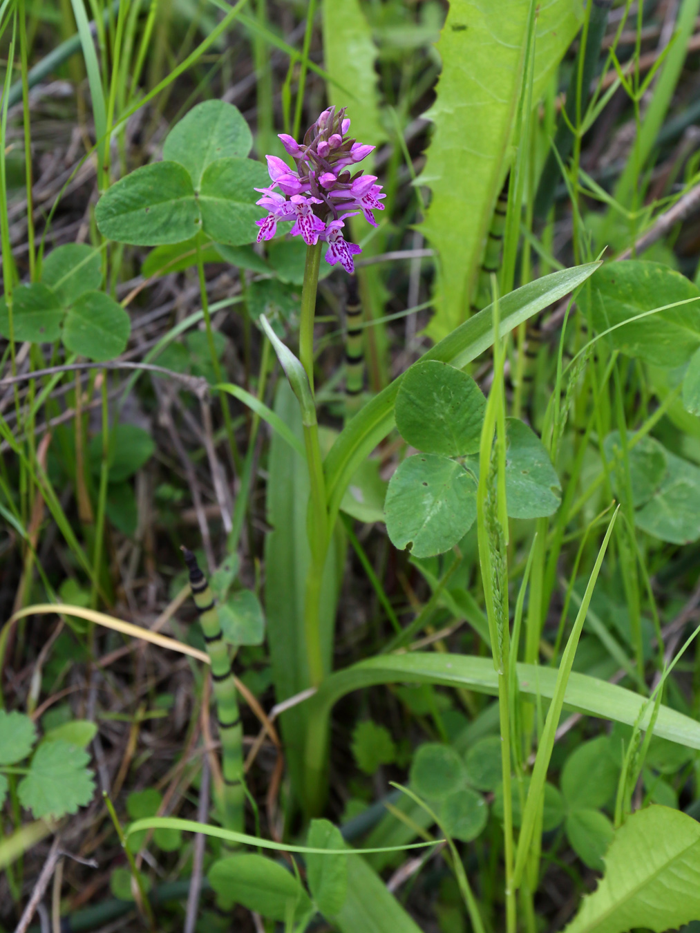 Изображение особи род Dactylorhiza.