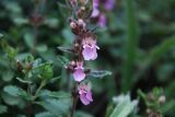View full-size image Teucrium nuchense
