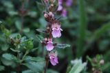 Teucrium nuchense