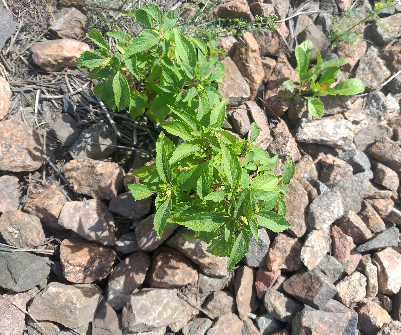 Изображение особи Elsholtzia ciliata.