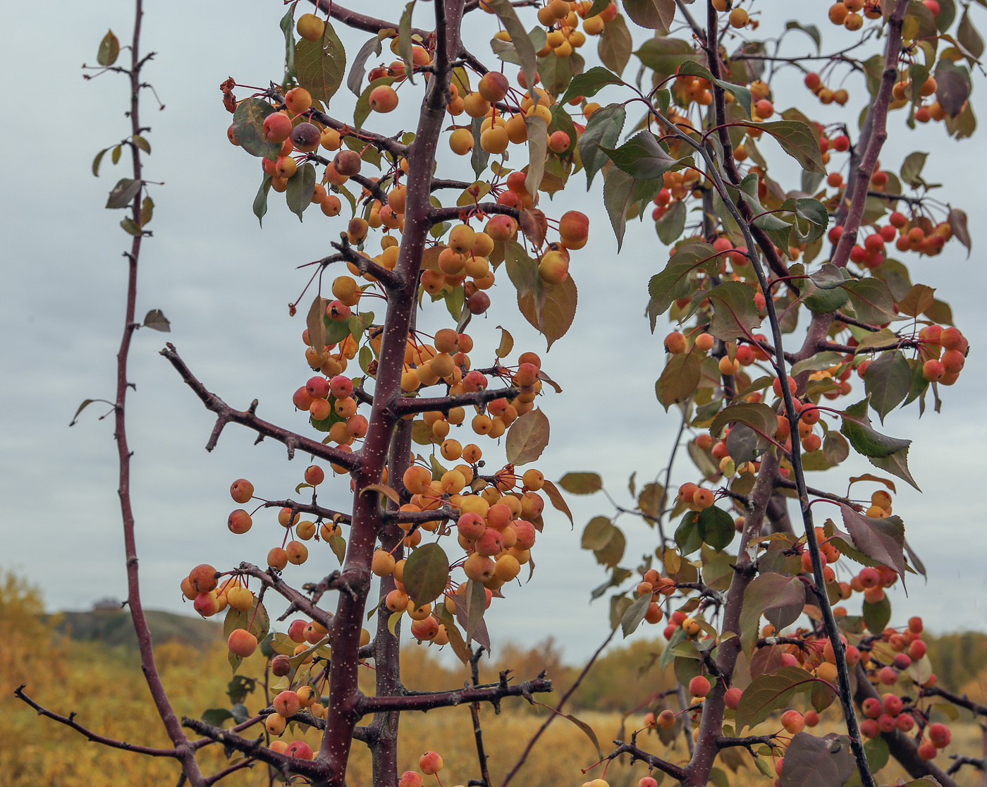 Image of Malus baccata specimen.