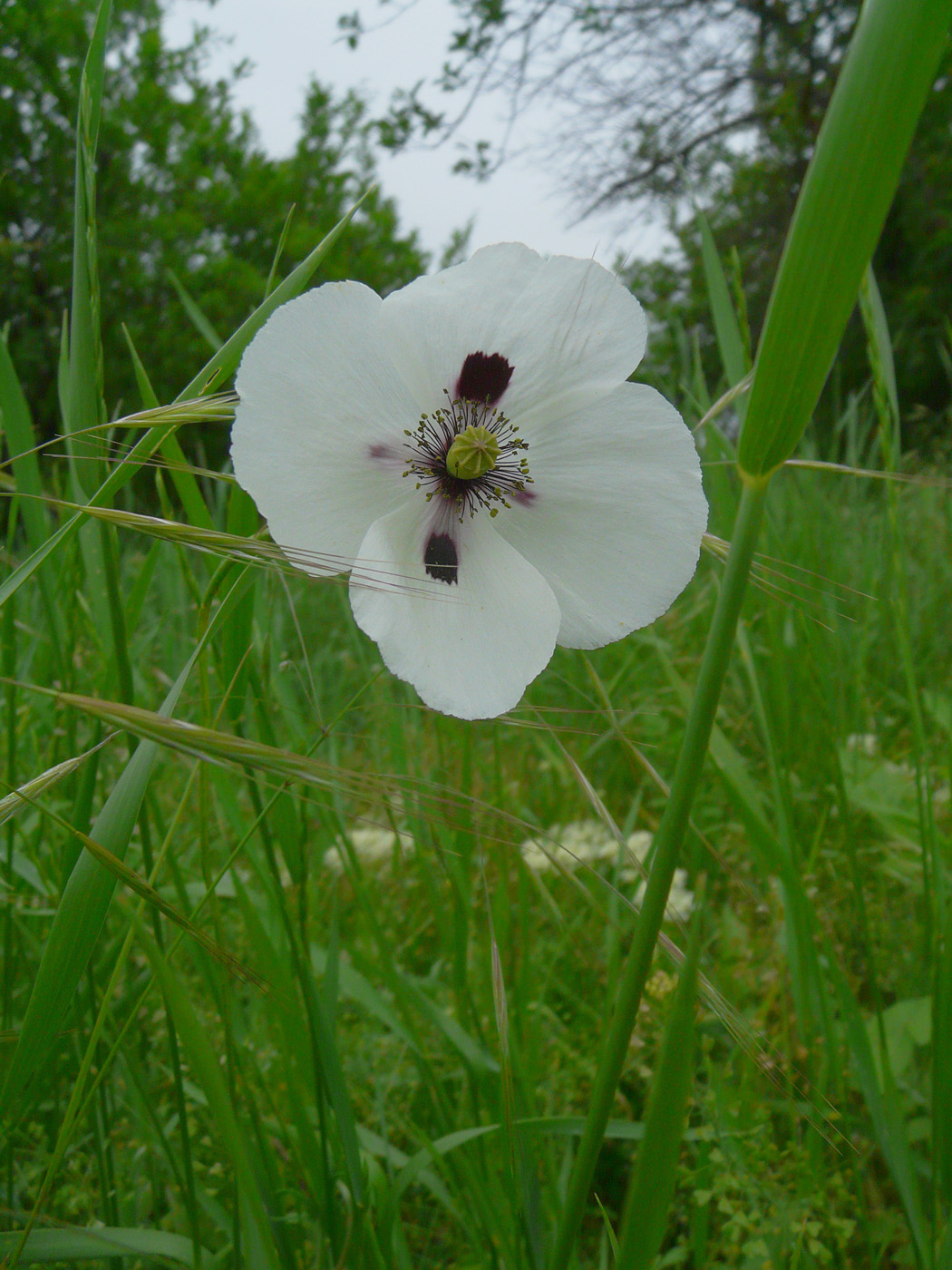 Image of Papaver albiflorum specimen.