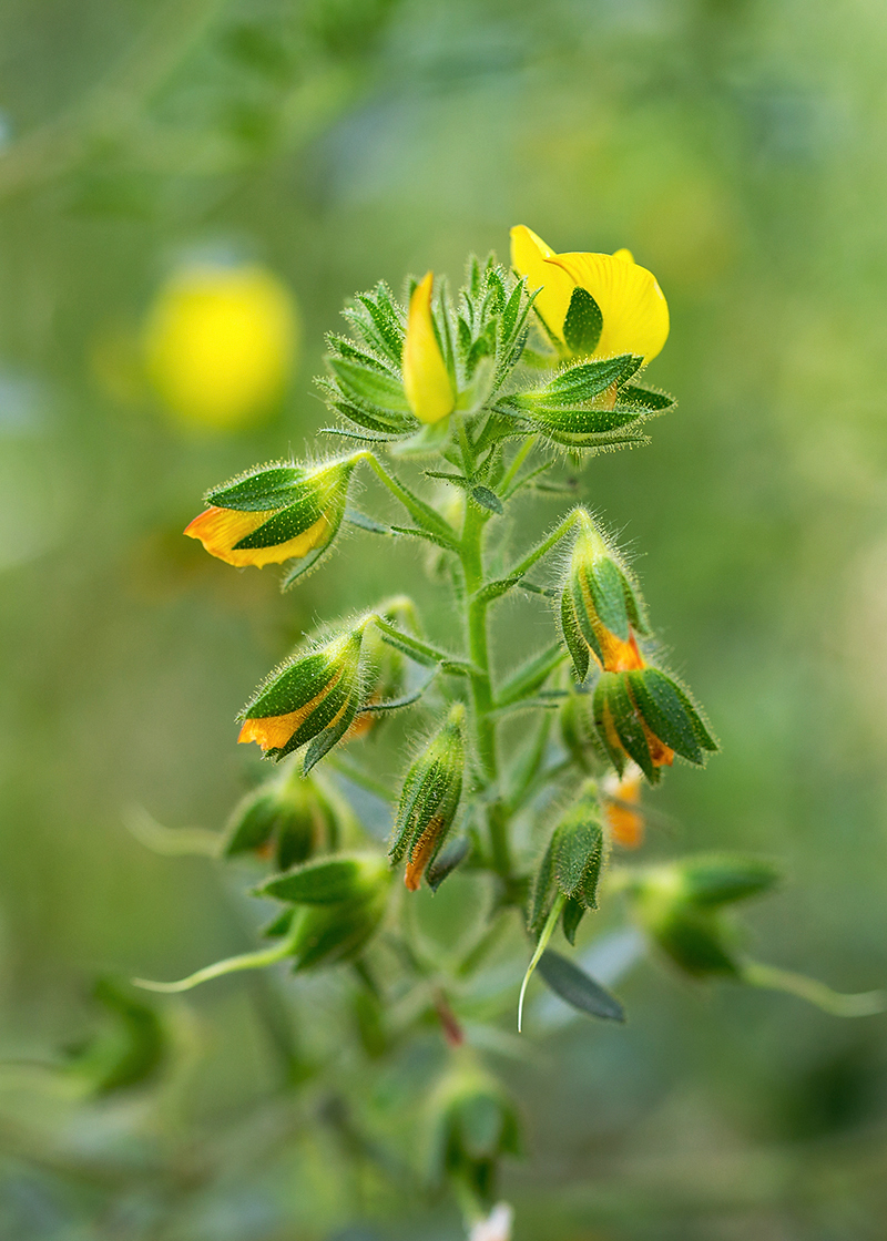 Изображение особи Ononis viscosa ssp. sicula.