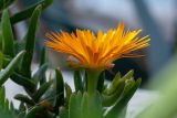 семейство Aizoaceae