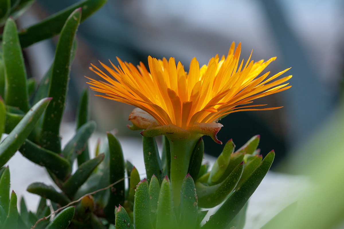 Изображение особи семейство Aizoaceae.