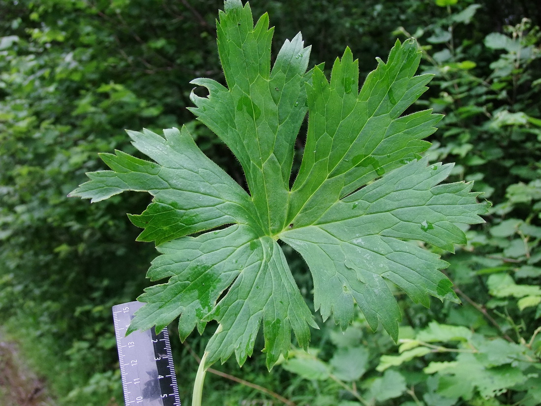 Image of Aconitum umbrosum specimen.