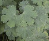 Geranium renardii