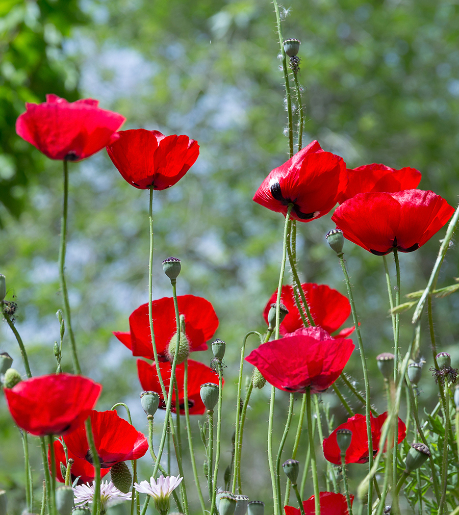 Image of Papaver orientale specimen.