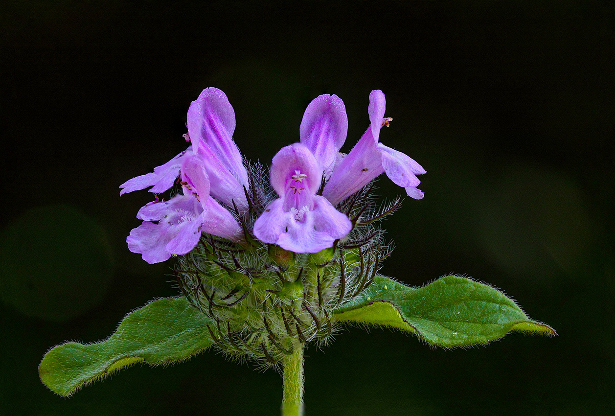 Image of Clinopodium vulgare specimen.