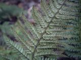 Polystichum aculeatum