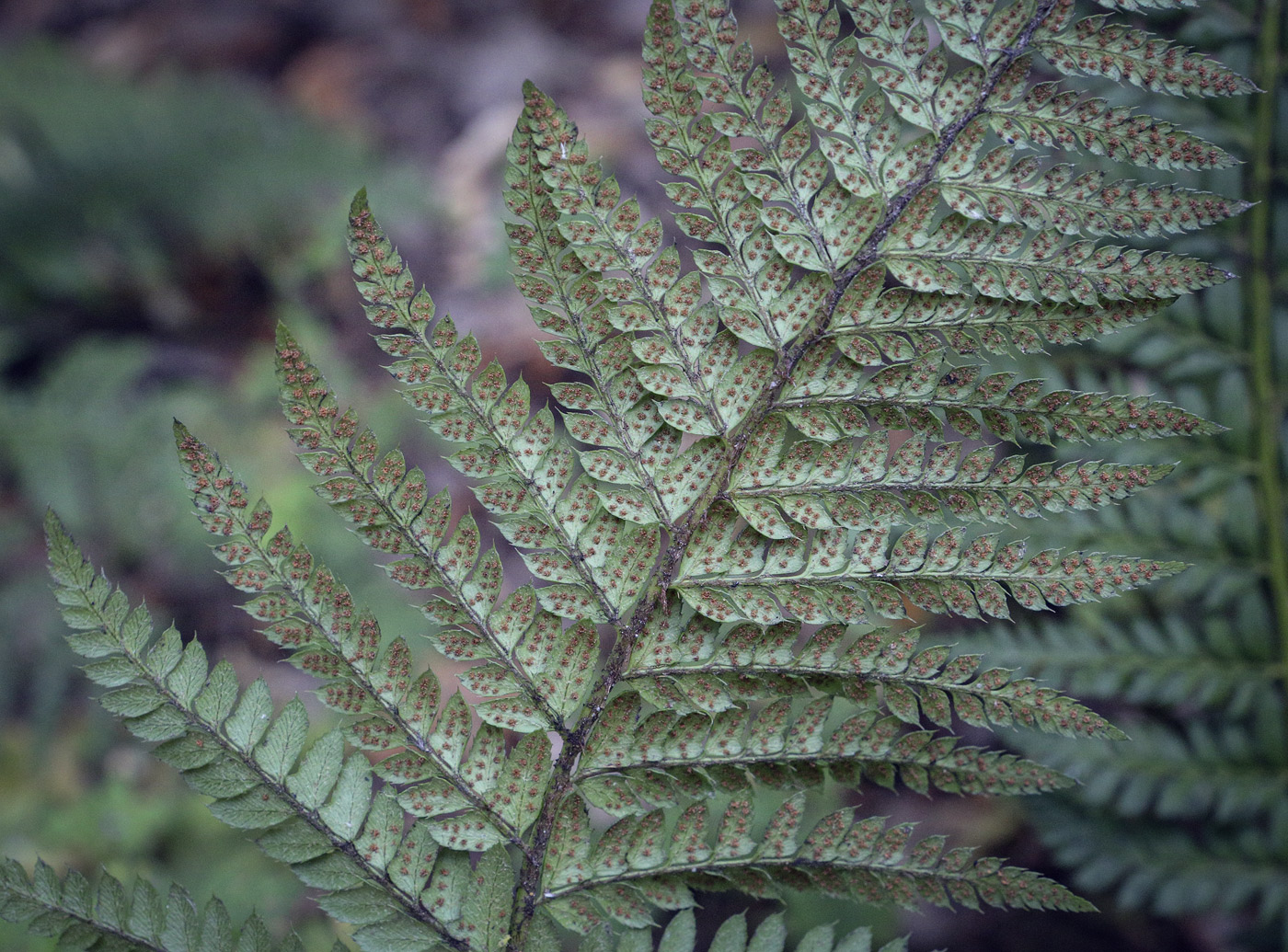 Image of Polystichum aculeatum specimen.