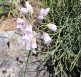 Nectaroscordum tripedale