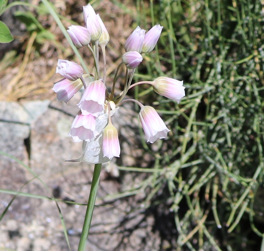 Image of Nectaroscordum tripedale specimen.