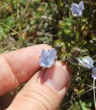 Lomatogonium carinthiacum