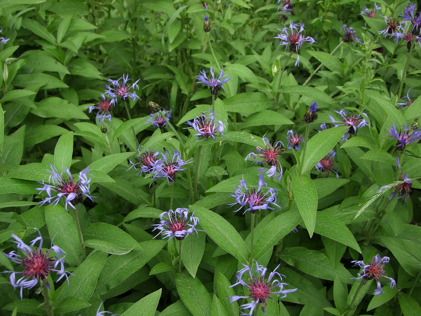 Image of Centaurea montana specimen.