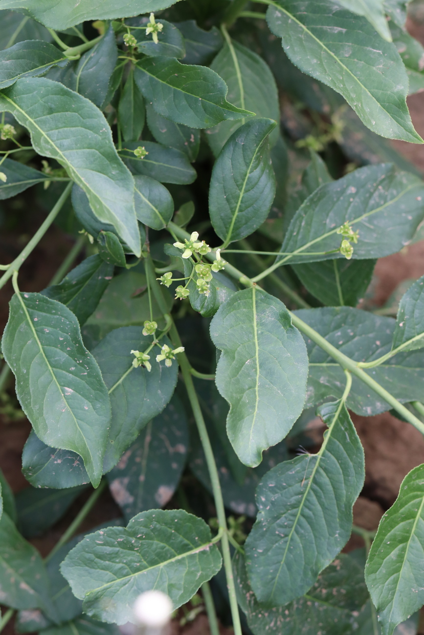 Изображение особи Euonymus europaeus.
