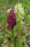 Dactylorhiza подвид georgica