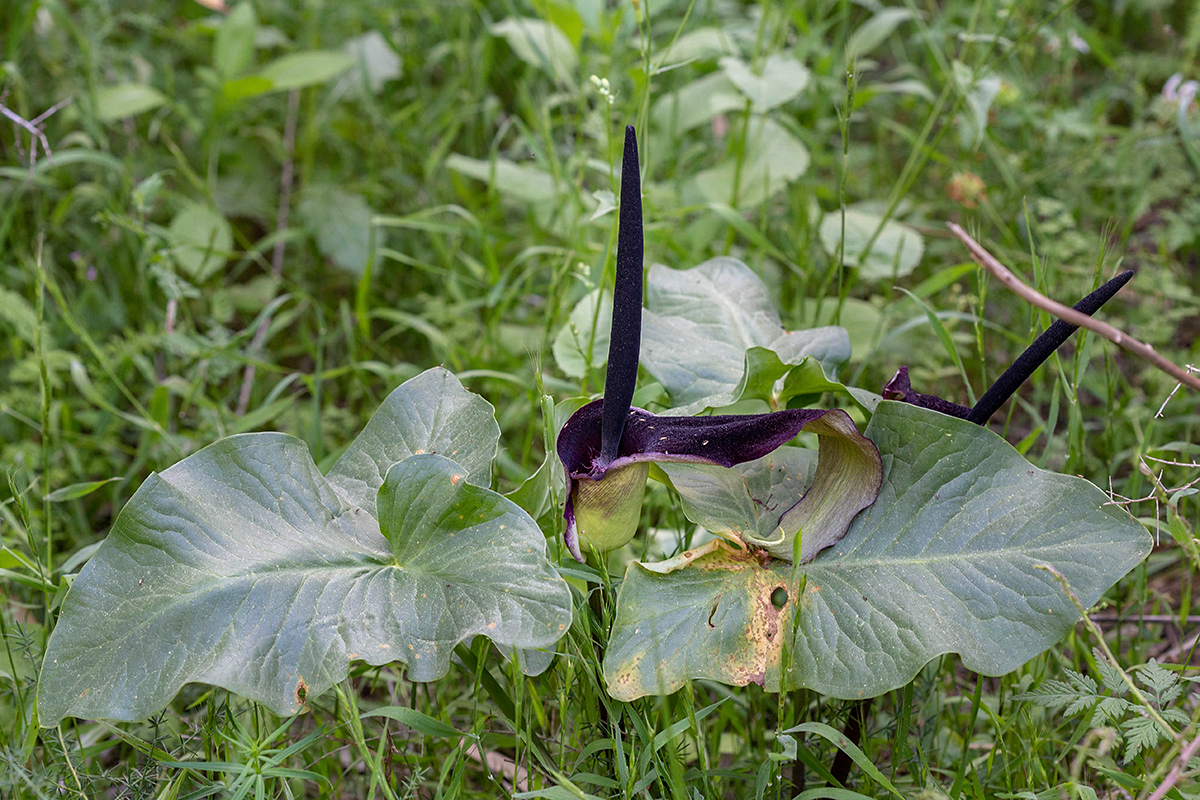 Image of Arum palaestinum specimen.