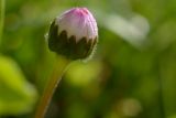 Bellis perennis. Нераспустившееся соцветие. Краснодарский край, Лазаревский р-н, окр. с. Ордынка, 160 м н.у.м., поляна. 06.05.2022.