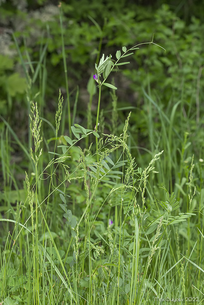 Изображение особи Vicia angustifolia.