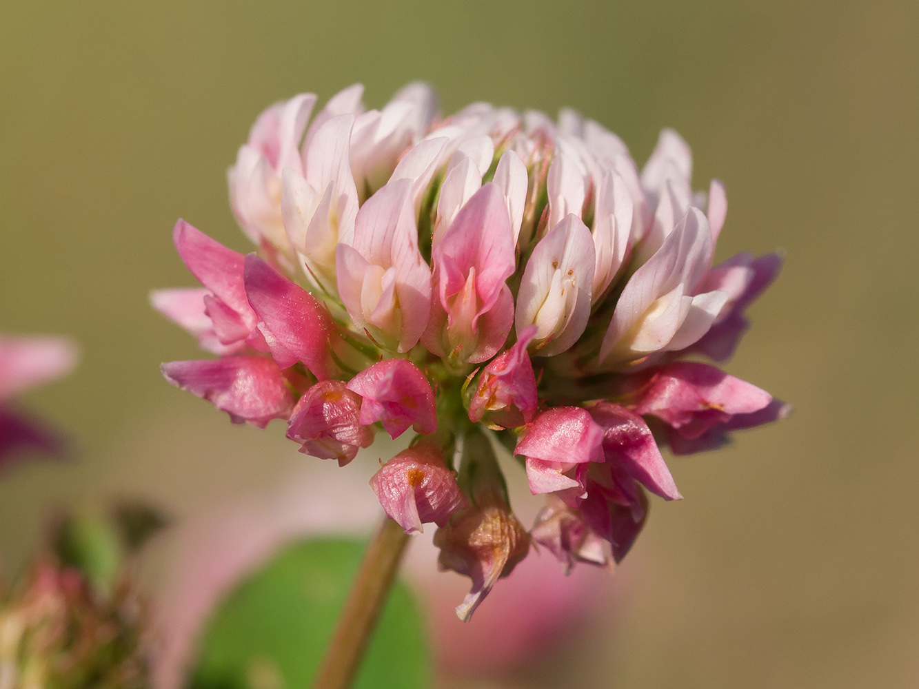 Изображение особи Trifolium hybridum.