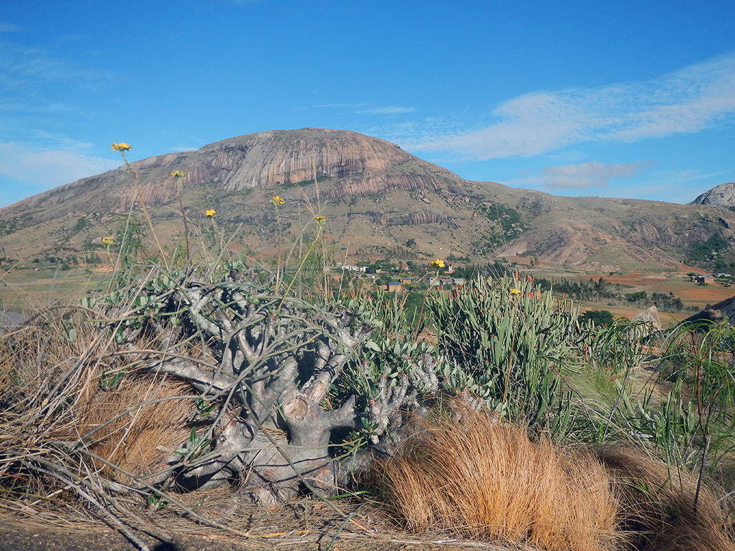 Image of Pachypodium rosulatum specimen.