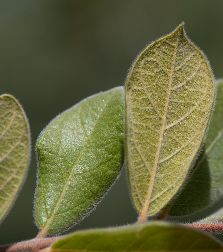 Изображение особи Combretum molle.