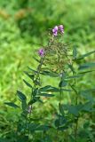 Desmodium