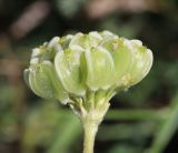 Zosima absinthifolia