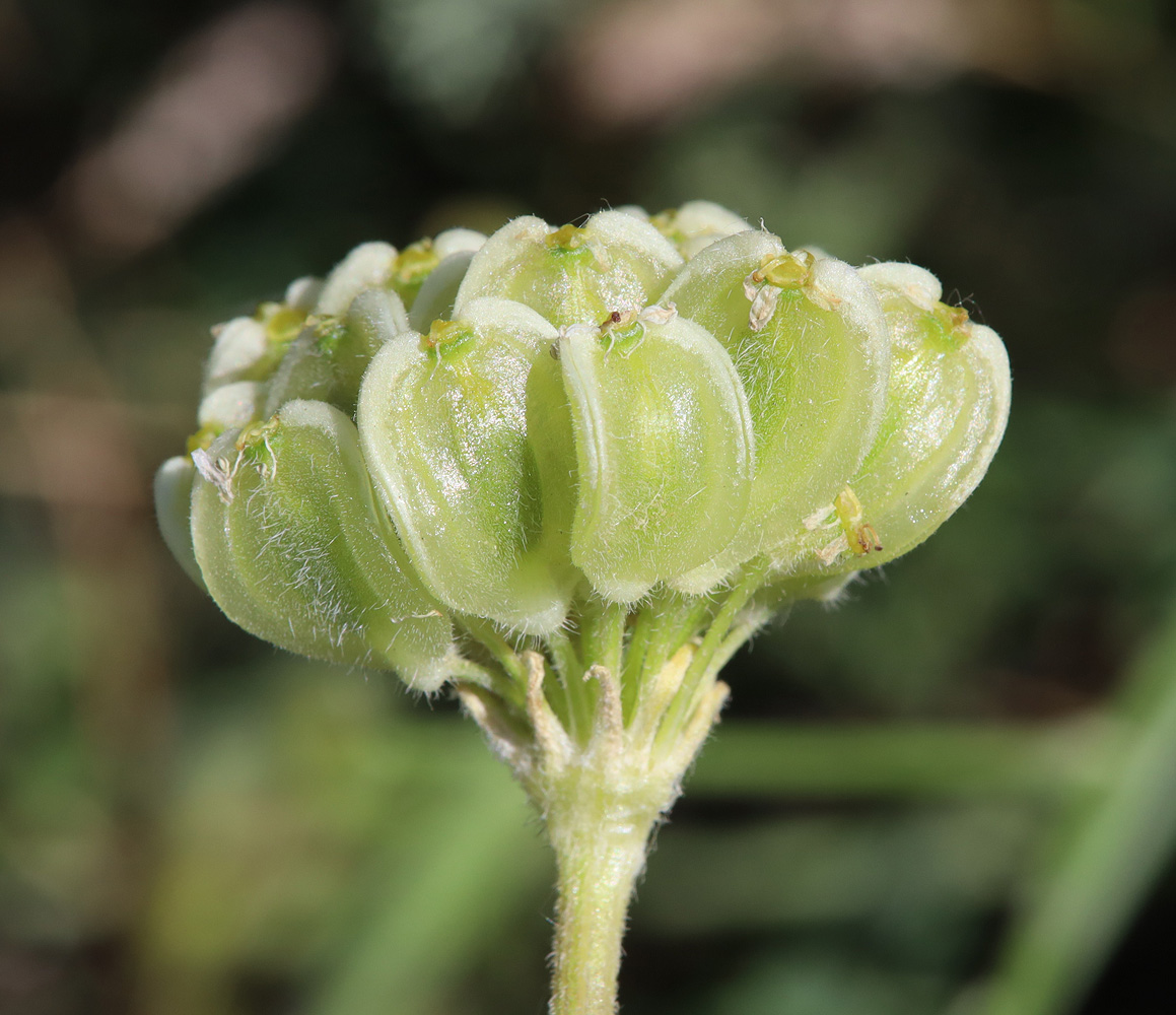 Image of Zosima absinthifolia specimen.