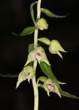 Epipactis leptochila. Часть соцветия. Горный Крым, окр. с. Генеральское, буковый лес. 15 июля 2022 г.