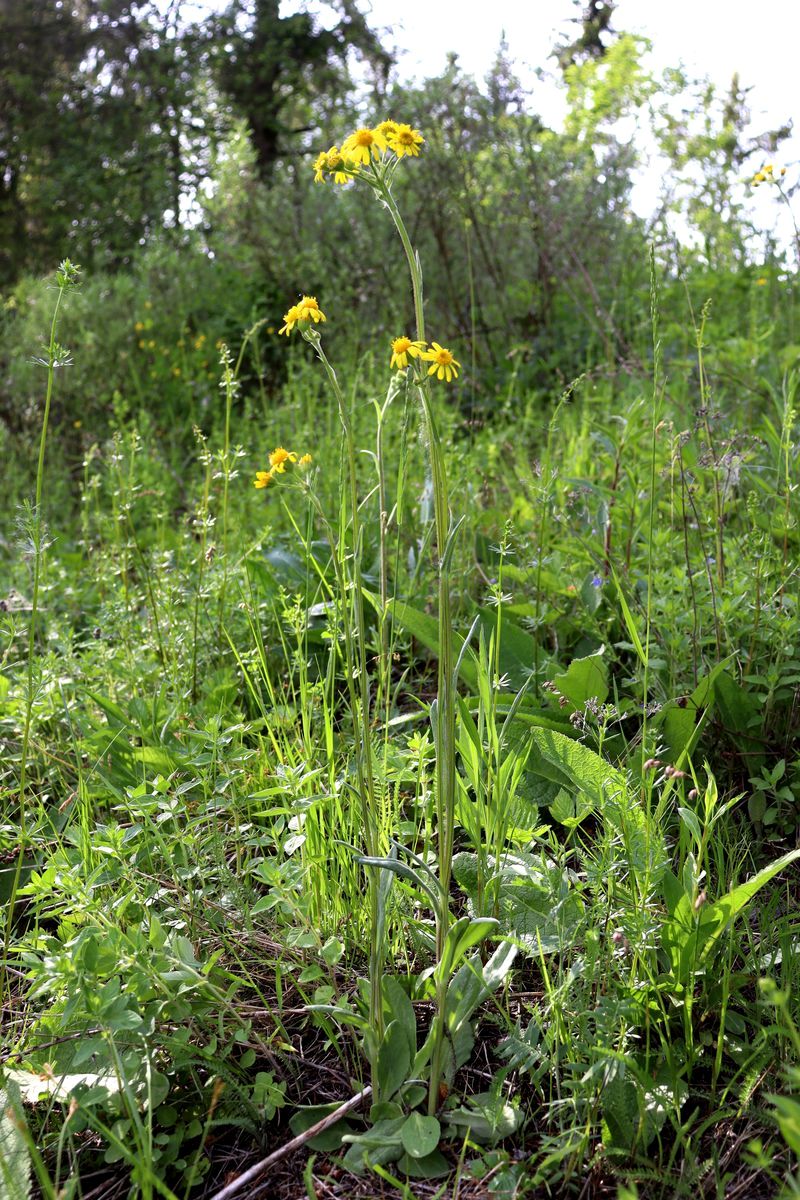 Изображение особи Tephroseris integrifolia.