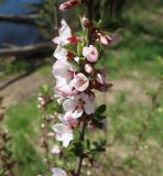 Cerasus tomentosa