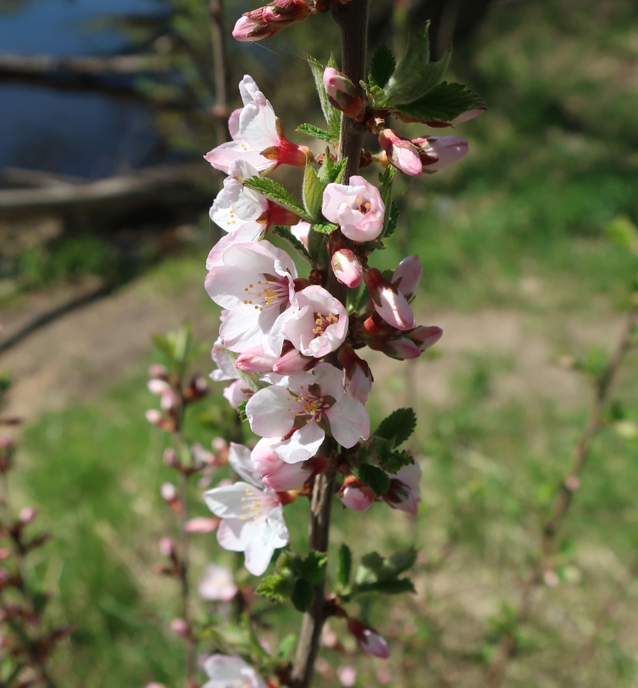 Изображение особи Cerasus tomentosa.