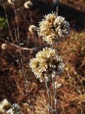 Helichrysum orientale
