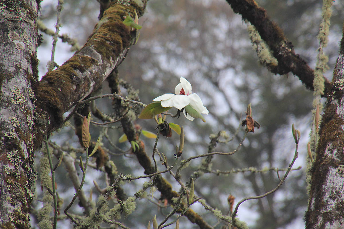 Image of genus Magnolia specimen.