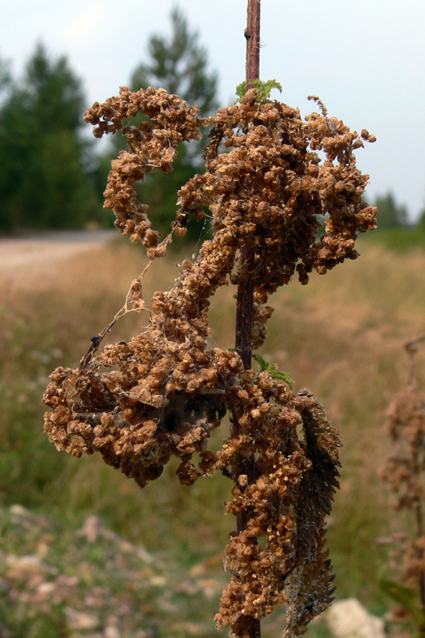 Изображение особи Urtica dioica.