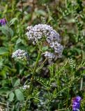 Valeriana rossica. Верхушка побега с соцветием и бабочкой. Хакасия, Ширинский р-н, окр. с. Ефремкино, скалы Тогыз-Аз, каменистый участок степного склона. 07.06.2022.