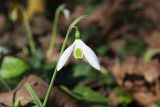 Galanthus cilicicus. Верхушка побега с цветком. Турция, пров. Анталья, национальный парк \"Олимпос-Бейдаглары\", пос. Чиралы, платановая рощица. 02.01.2022.