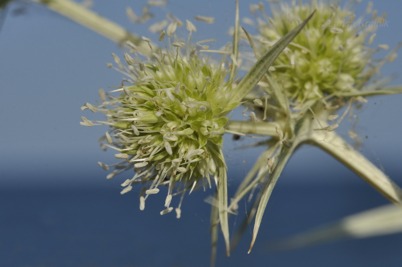 Изображение особи Eryngium campestre.