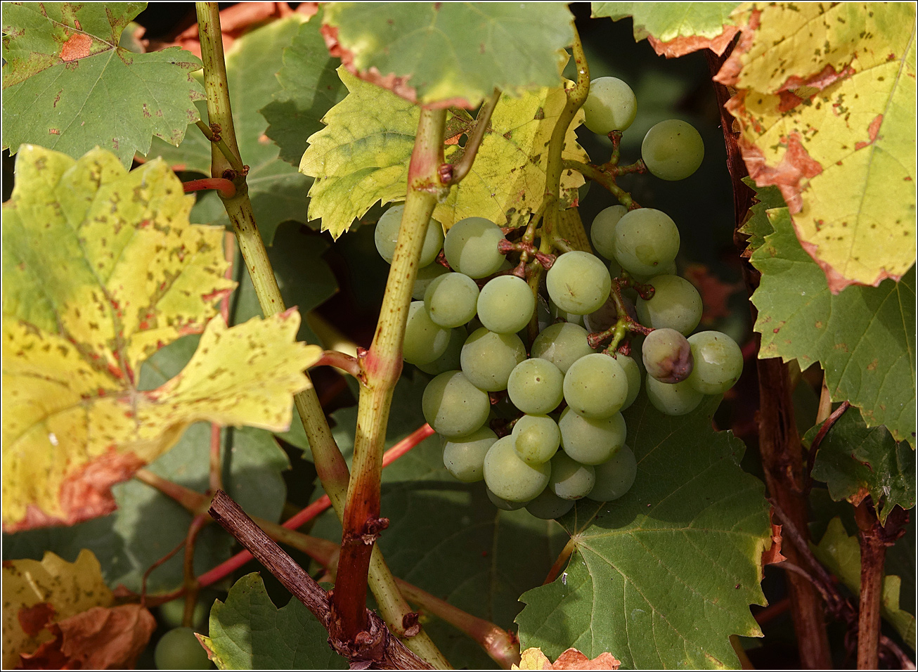 Image of Vitis vinifera specimen.